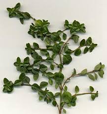 Image result for Thymus vulgaris