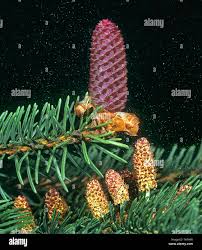 Attēlu rezultāti vaicājumam “Picea abies male flower”
