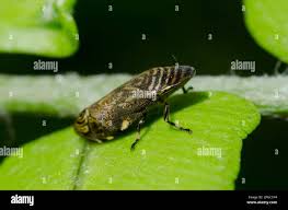 Attēlu rezultāti vaicājumam “Aphrophoridae”