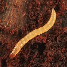 Attēlu rezultāti vaicājumam “Elateridae larva”