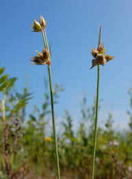 Attēlu rezultāti vaicājumam “Juncus capitatus”