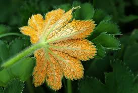 Attēlu rezultāti vaicājumam “Trachyspora intrusa”