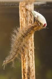 Attēlu rezultāti vaicājumam “Hydrochara caraboides”