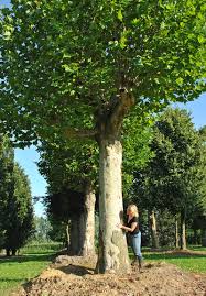 Attēlu rezultāti vaicājumam “Platanus x hispanica (syn. Platanus x acerifolia)”
