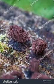 Attēlu rezultāti vaicājumam “Stemonitis fusca”