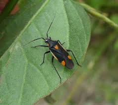 Attēlu rezultāti vaicājumam “Capsodes gothicus”