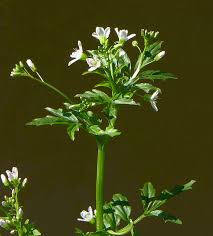 Attēlu rezultāti vaicājumam “Cardamine amara flower”