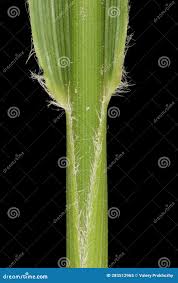 Attēlu rezultāti vaicājumam “Calamagrostis arundinacea leaf”