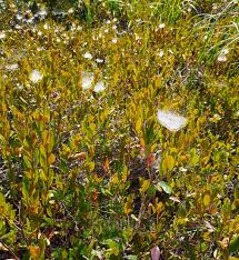 Attēlu rezultāti vaicājumam “Chamaedaphne calyculata”