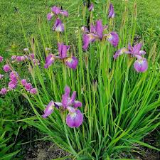 Attēlu rezultāti vaicājumam “Iris rosenbachiana”