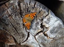 Attēlu rezultāti vaicājumam “Nymphalis polychloros”