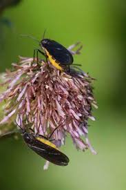 Attēlu rezultāti vaicājumam “Sciara analis”