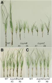 Attēlu rezultāti vaicājumam “Lolium perenne”