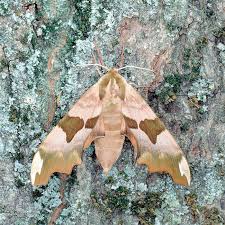 Attēlu rezultāti vaicājumam “Mimas tiliae”