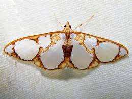 Attēlu rezultāti vaicājumam “Pyralididae”