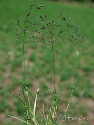 Attēlu rezultāti vaicājumam “Agrostis canina”