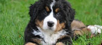 Afbeeldingsresultaat voor honden