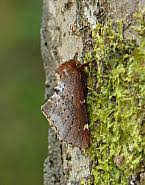 Attēlu rezultāti vaicājumam “Odontosia carmelita”