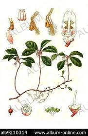 Attēlu rezultāti vaicājumam “Gaultheria cuneata”