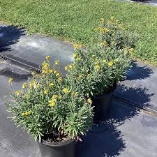 Attēlu rezultāti vaicājumam “Enteridium liceoides young”