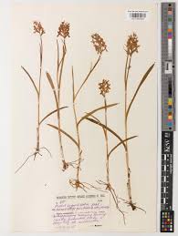 Attēlu rezultāti vaicājumam “Dactylorhiza russowii”