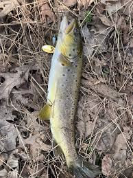 Image result for Salmo dentex