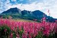 Cape Floral Region, South Africa