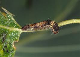 Attēlu rezultāti vaicājumam “Drepana falcataria”