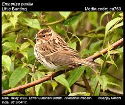 Image result for Emberiza pusilla