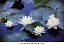 Attēlu rezultāti vaicājumam “Nymphaea candida”