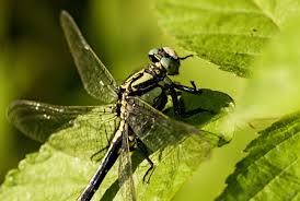 Attēlu rezultāti vaicājumam “Gomphus vulgatissimus”