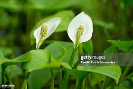 Attēlu rezultāti vaicājumam “Calla palustris flower”