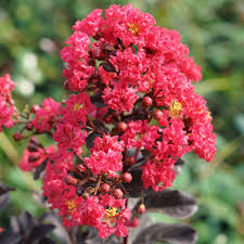 Image result for Lagerstroemia