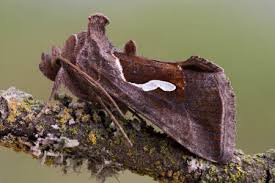 Attēlu rezultāti vaicājumam “Thyatira batis imago”