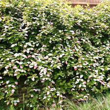 Attēlu rezultāti vaicājumam “Actinidia kolomikta”