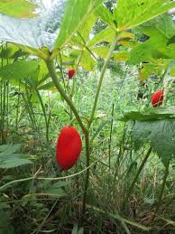 Attēlu rezultāti vaicājumam “Podophyllum hexandrum fruit”