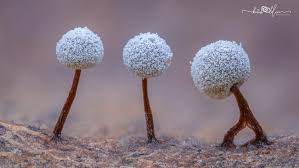 Attēlu rezultāti vaicājumam “Didymium sp.”