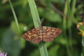 Attēlu rezultāti vaicājumam “Ematurga atomaria”