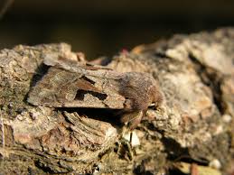 Attēlu rezultāti vaicājumam “Orthosia gothica”