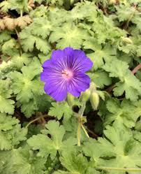 Image result for Geranium `Sandrine`