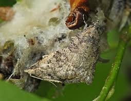 Attēlu rezultāti vaicājumam “Capua vulgana”