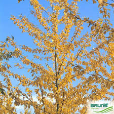 Attēlu rezultāti vaicājumam “Populus x berolinensis”