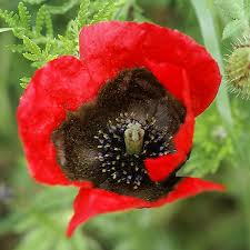 Attēlu rezultāti vaicājumam “Papaver argemone leaf”