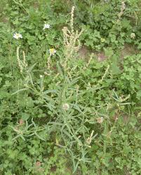 Attēlu rezultāti vaicājumam “Atriplex littoralis leaf”