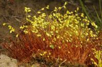 Attēlu rezultāti vaicājumam “Funariales”