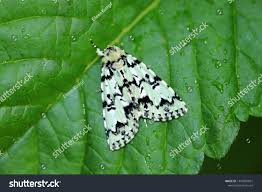 Attēlu rezultāti vaicājumam “Moma alpium”