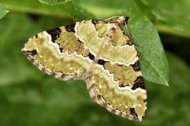 Attēlu rezultāti vaicājumam “Colostygia pectinataria”