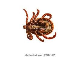 Attēlu rezultāti vaicājumam “Dermacentor reticulatus”