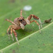 Attēlu rezultāti vaicājumam “Salticus sp.”