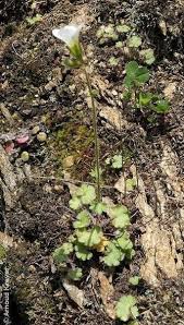 Attēlu rezultāti vaicājumam “Saxifraga granulata leaf”